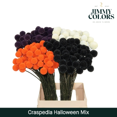 <h4>Craspedia L70 Klbh. Halloween Mix</h4>
