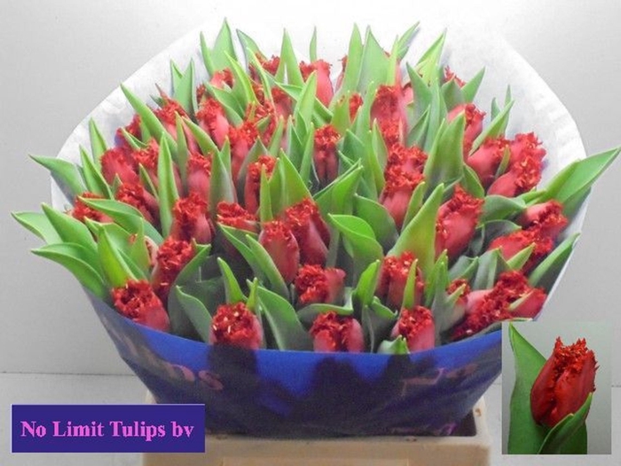<h4>Tulipa (Fri. Indiana</h4>