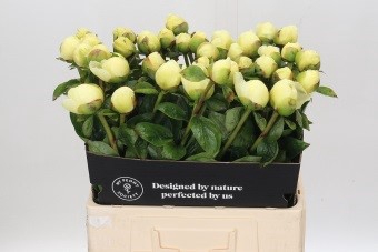 <h4>Paeonia Early Sensation</h4>