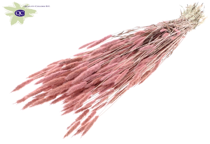 <h4>Polypogon per bunch frosted pink</h4>