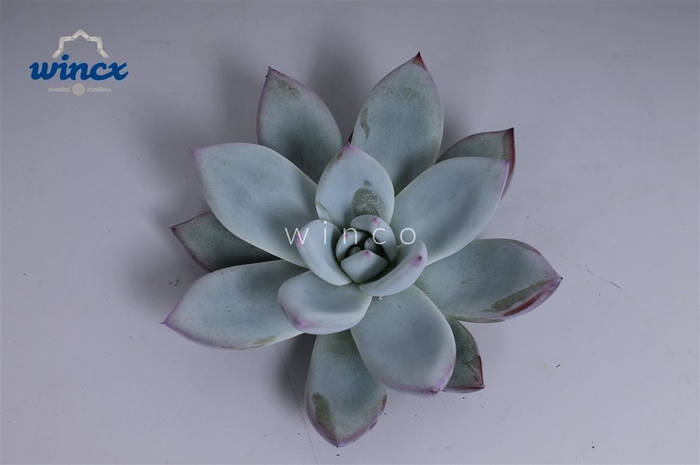 Echeveria Colorata Ice Cutflower Wincx-8cm