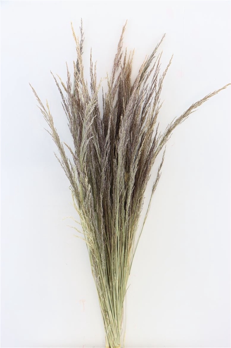 <h4>Dried Erba Grass Natural Bunch Slv</h4>