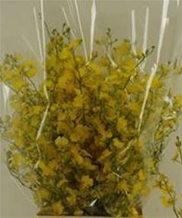 <h4>Oncidium Golden Shower Ll</h4>
