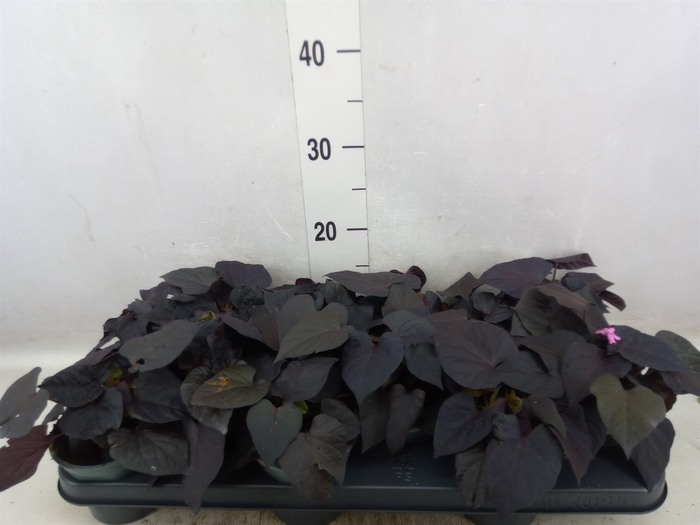<h4>Ipomoea batatas 'Blackie'</h4>
