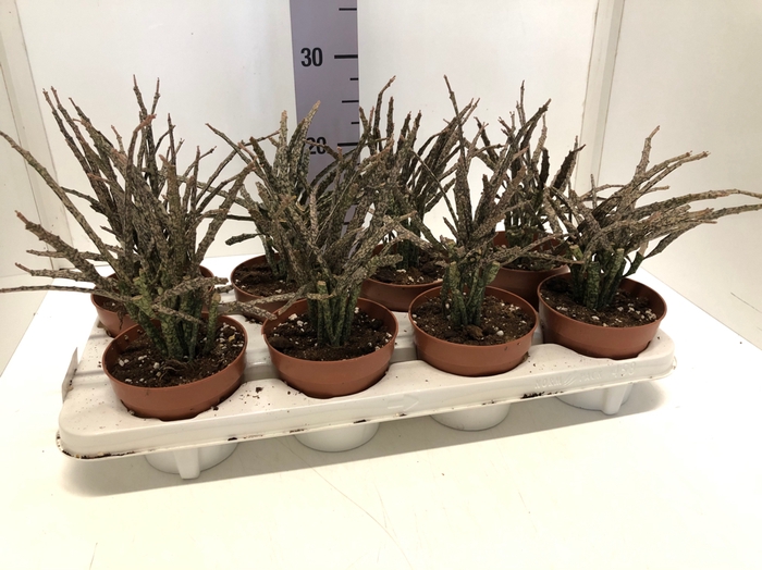 Euphorbia platyclada 12Ø 40cm