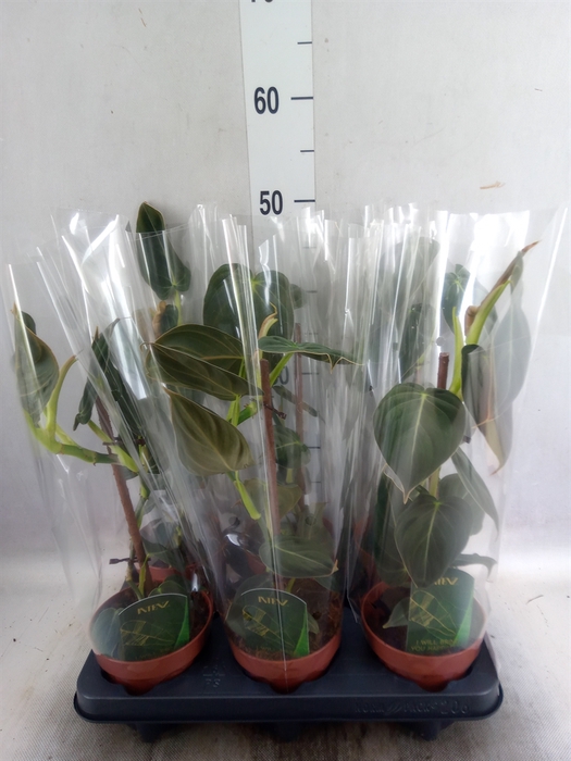 <h4>Philodendron Melanochrysum</h4>