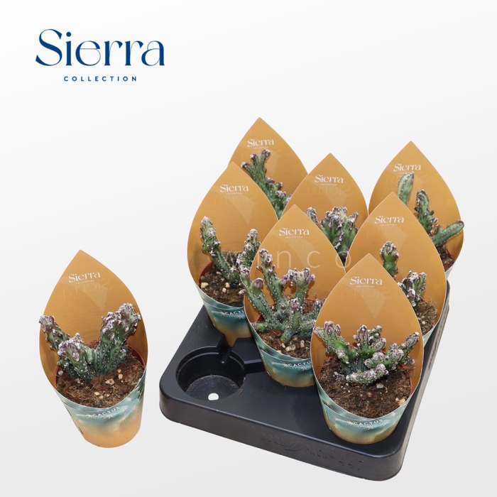 <h4>Monvilea Spegazinni Cristata (Sierra) Sierra Collection</h4>