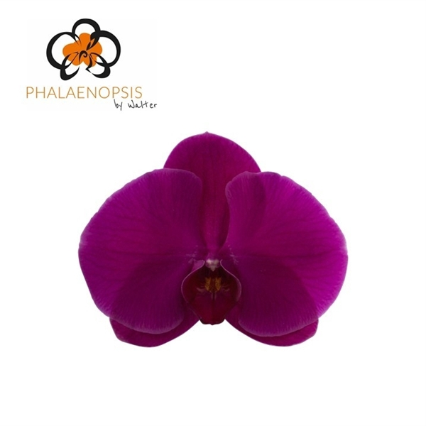 <h4>Phalaenopsis purple haze (per flower)</h4>