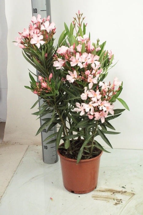 <h4>Nerium oleander struik rood</h4>