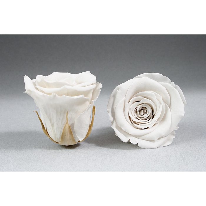 <h4>PRESERVED ROSES XL WHI-04</h4>