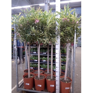 Nerium oleander   ...