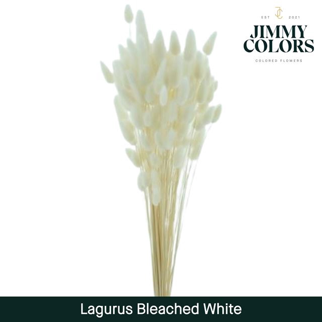 <h4>driedLagurus bleached White*</h4>