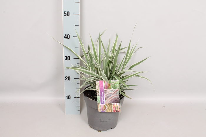 vaste planten 19 cm  Arundo Ely