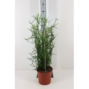 Euphorbia Tirucalli P24