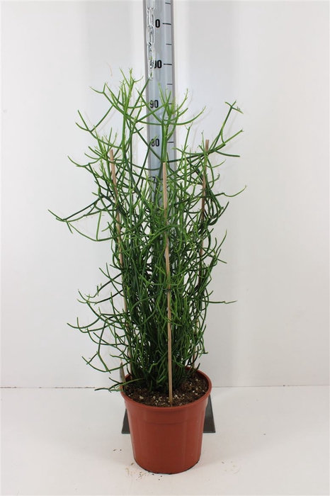 <h4>Euphorbia Tirucalli P24</h4>