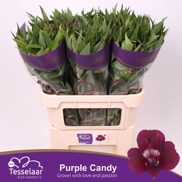 <h4>Alstroemeria purple candy</h4>