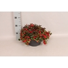 Gaultheria procumbens 'Winterpearls Red Baron' Schaal 23cm