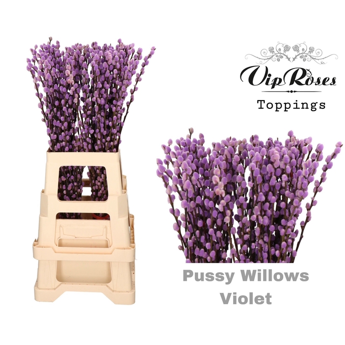 <h4>Salix Pussy Willow Violet</h4>