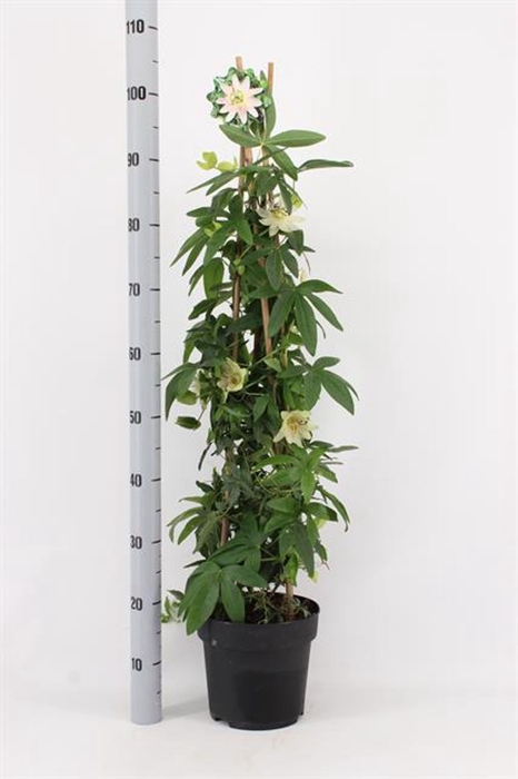 <h4>Passiflora caerulea Constance Ellio</h4>