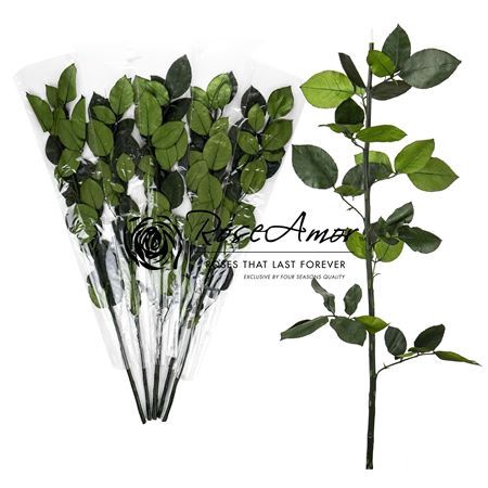 <h4>Pres 50cm Green Stem Without Head</h4>