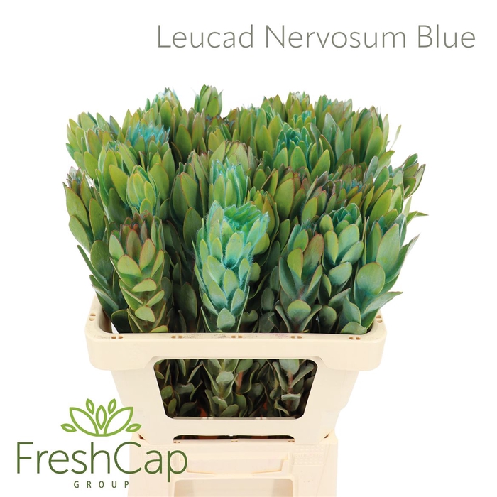 <h4>Leucad Nervosum Blue</h4>