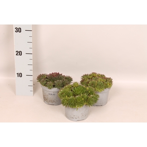 Overig 12 cm Sempervivum Hybridum
