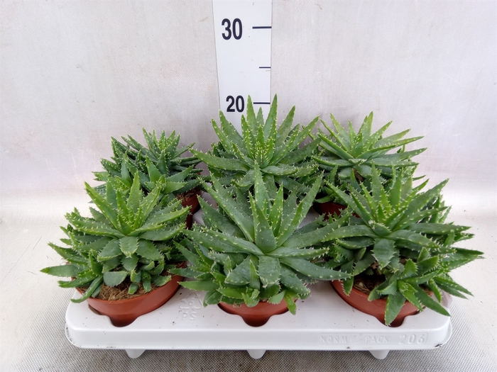 <h4>Aloe brevifolia</h4>