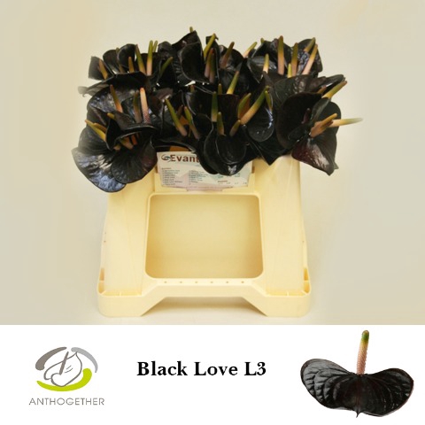 <h4>ANTH BLACK LOVE 60 L3</h4>