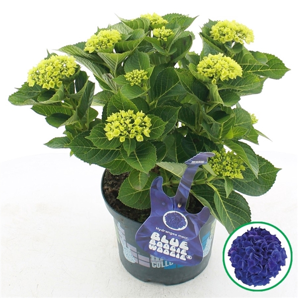 <h4>Hydrangea macr. Music Collection Blue Boogiewoogie®</h4>