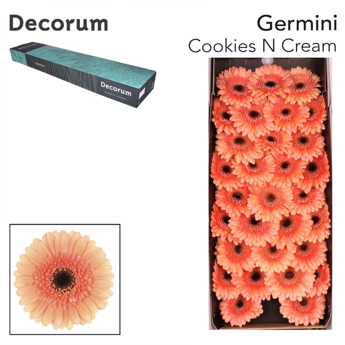 <h4>Germini Cookies n Cream</h4>