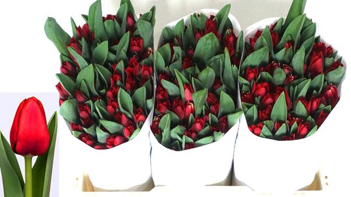 <h4>Tulipa enke. Triumf Grp Ile de Fran</h4>