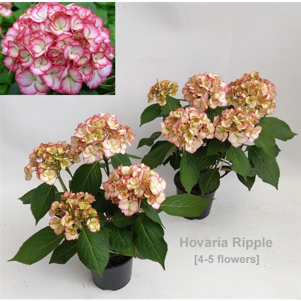 <h4>Hydrangea Hovaria Ripple</h4>