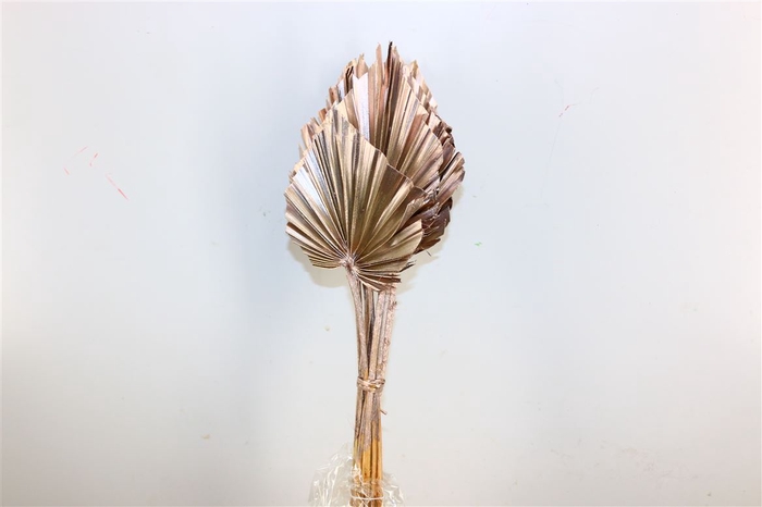 <h4>Dried Palm Spear 10pc Champagne Bunch</h4>