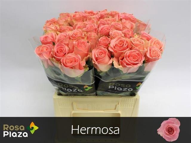 <h4>R GR HERMOSA+</h4>