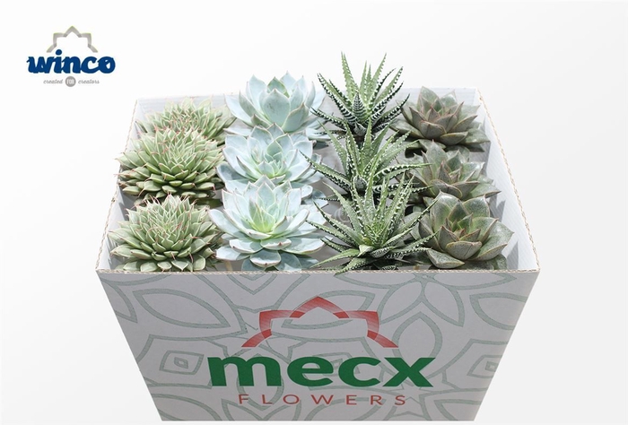 <h4>Succulenten Mix (mecx Flowers) Mecx-emmer 8cm</h4>