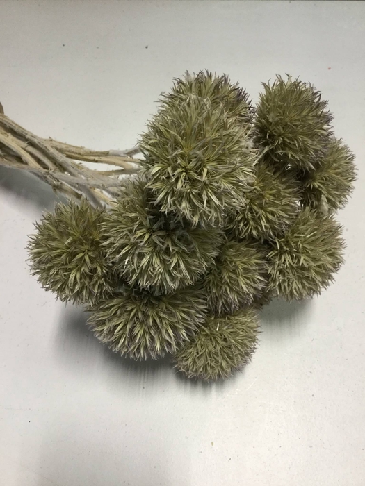 DRIED FLOWERS - ECHINOPS NATURAL