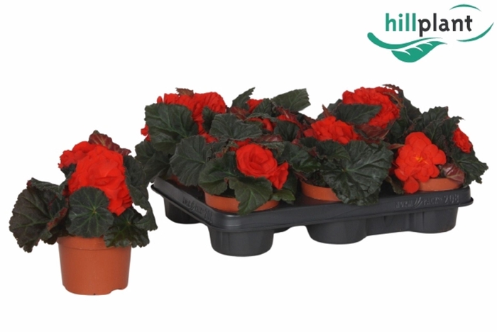 <h4>Begonia (Tub. Fortune Deep Red</h4>