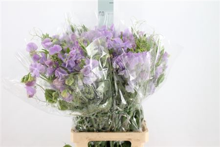 <h4>Lathyrus Super Lavendel</h4>