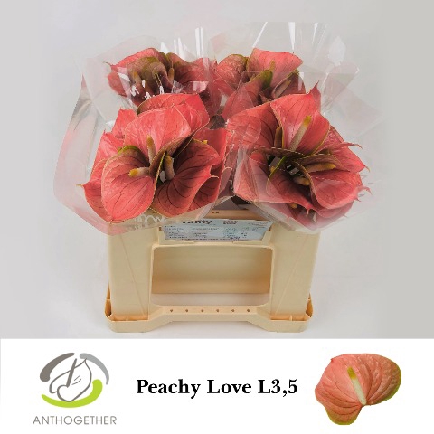 <h4>Anthurium love peach</h4>