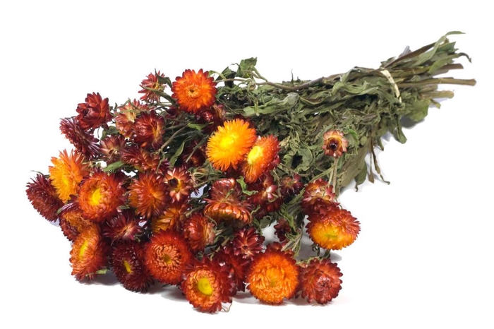 DRIED FLOWERS - HELICHRYSUM NATURAL RED