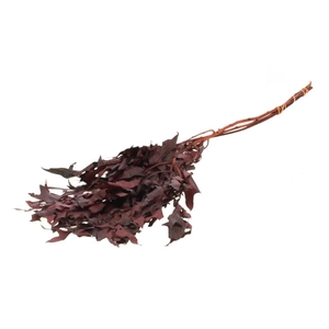 Scarlet Oak leaf preserved Bordeaux