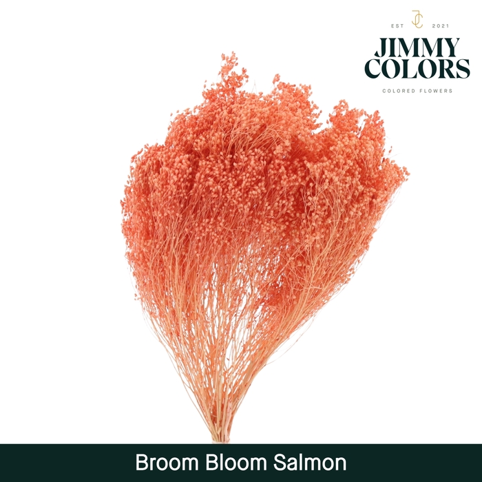 <h4>Broom bloom Salmon</h4>