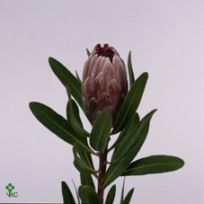 <h4>Protea pink ice</h4>