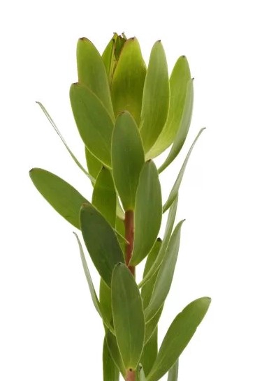 <h4>Leucadendron Goldstrike Green</h4>