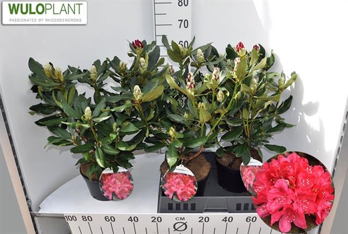 <h4>Rhododendron (Cat. Nova Zembla</h4>