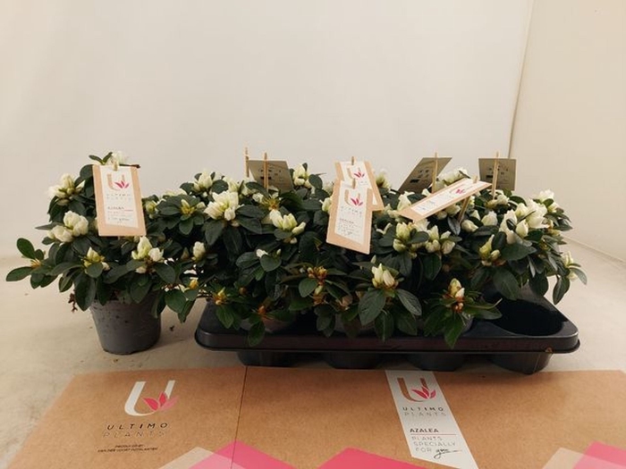 <h4>Rhododendron (Sim. Hellmut Vogel</h4>