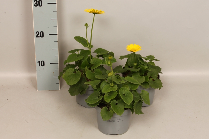 <h4>vaste planten 12 cm Doronicum  Orientale Yellow</h4>