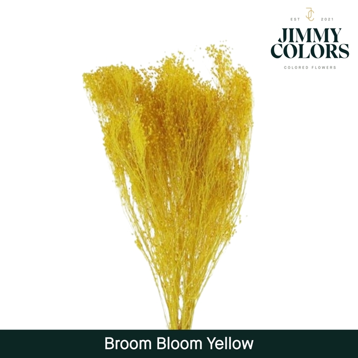 <h4>Broom bloom Yellow</h4>