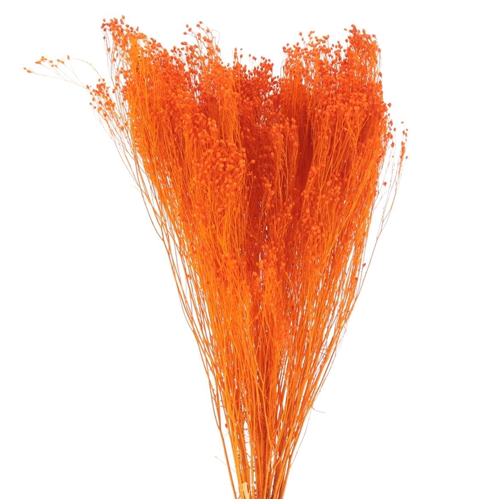 <h4>Dried Broom Bloom Orange</h4>