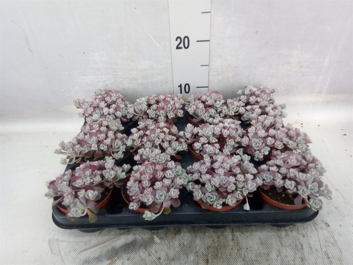 <h4>Sedum spathulifolium 'Purpureum'</h4>